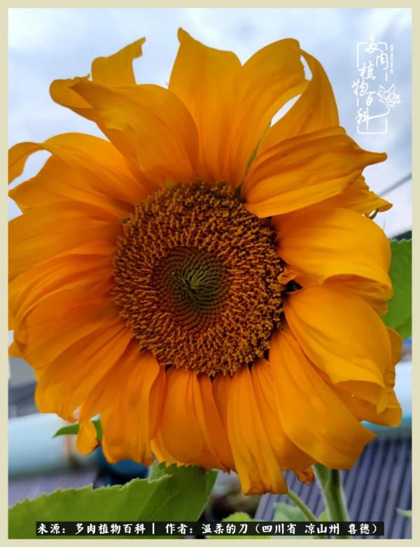 風吹過的夏天,你是仙子落凡間 風吹過的夏天,你是仙子落凡間