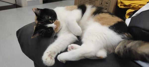 貓咪和女人註定是冤家