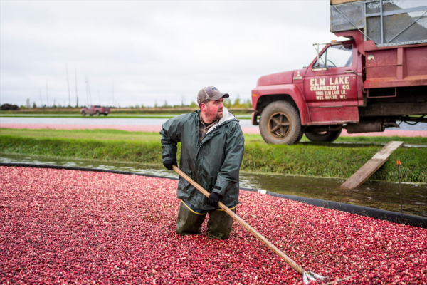 要用水收割的北美紅寶石水果，在我國憑什麼能奢侈到150元/斤？