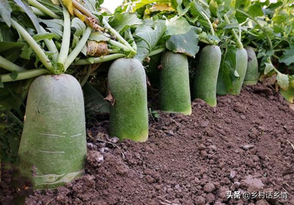 種植蘿蔔、胡蘿蔔把好四關，根莖長得大還光滑，口感好又豐產