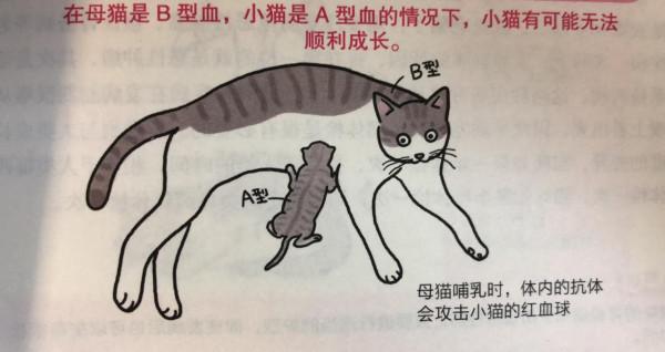 善變的貓咪是什麼血型？貓咪血型的秘密