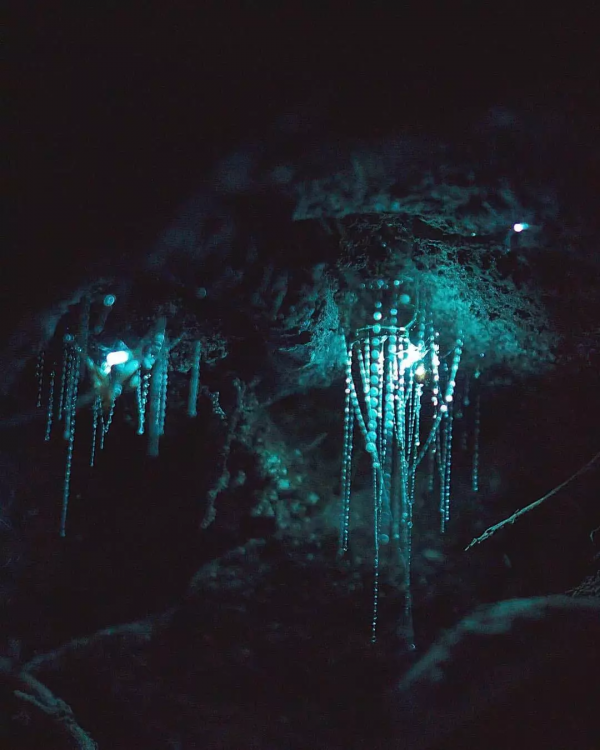 「澳洲·文化」白晝也能去看的星辰：黃金海岸藍光螢火蟲