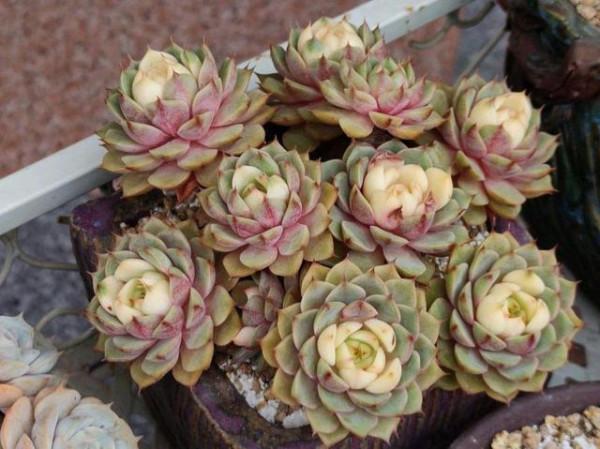 靜夜加大和錦等於苯巴蒂斯，容易上色還不徒長，喜歡多肉別錯過