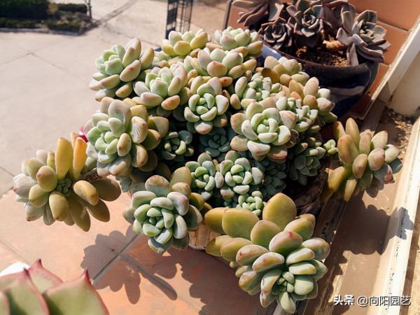 多肉勞爾是“爆盆高手”，土裡加緩釋肥，側芽一直長，花盆放不下