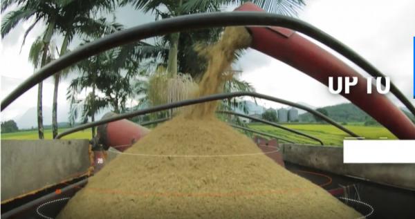 以色列的水稻非淹水滴灌栽培技術，產量提高1.5倍