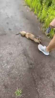 小奶狗影帝附體！飛奔、滑倒、爬起，碰瓷三連一氣呵成