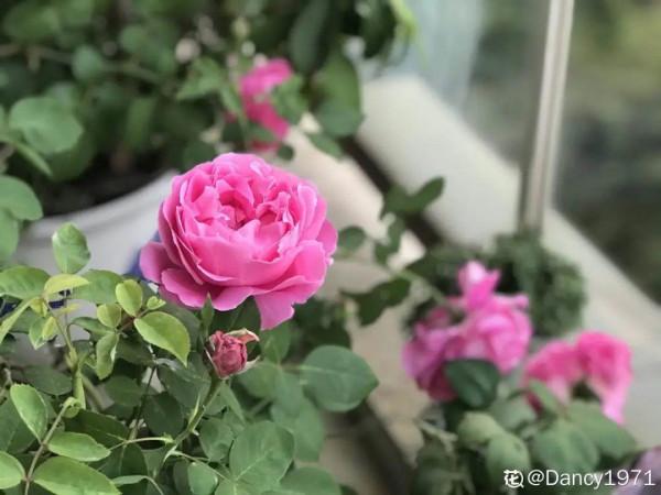 10種“髒髒”花,愛乾淨的人別養,會招蟲子 10種“髒髒”花,愛乾淨的人別養,會招蟲子