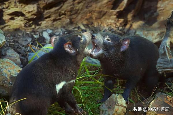 癌症能自行消除？在被稱為“惡魔”動物的身上，科學家發現了秘密