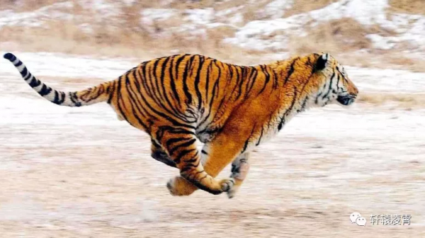 胯打、拐步、氣勁，形意三密之拋磚引玉