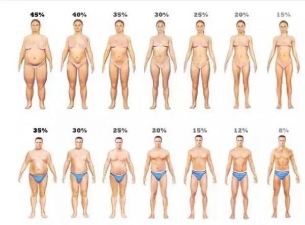 關於體脂的真相，看完讓你吃得更安心