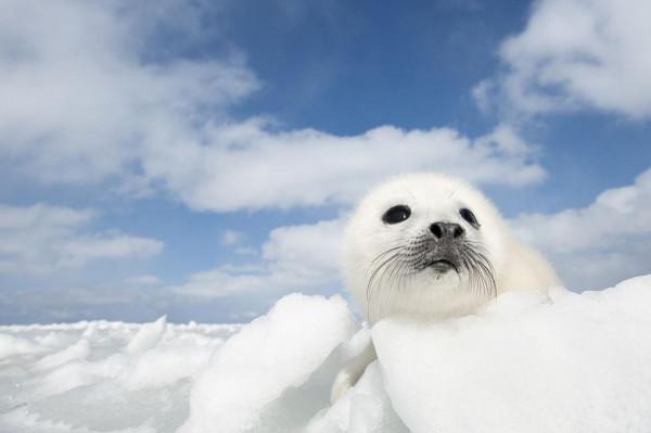在我當船員的歲月裡,我養大了一隻海豹,儘管不捨也放它迴歸大海 在我當船員的歲月裡,我養大了一隻海豹,儘管不捨也放它迴歸大海