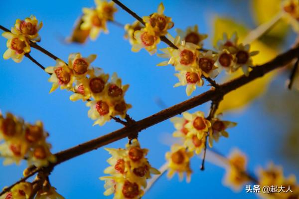 北京初冬蠟梅綻放 花香浮動引市民觀賞 北京初冬蠟梅綻放 花香浮動引市民觀賞