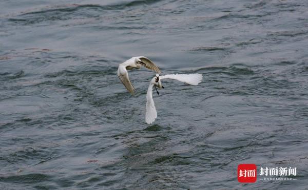 秀恩愛 鳥戲枝頭報春來