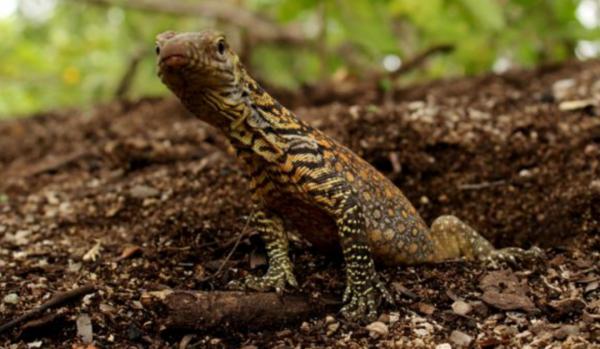 現存最大的蜥蜴，“被神話”的科莫多巨蜥，其真正實力究竟咋樣？