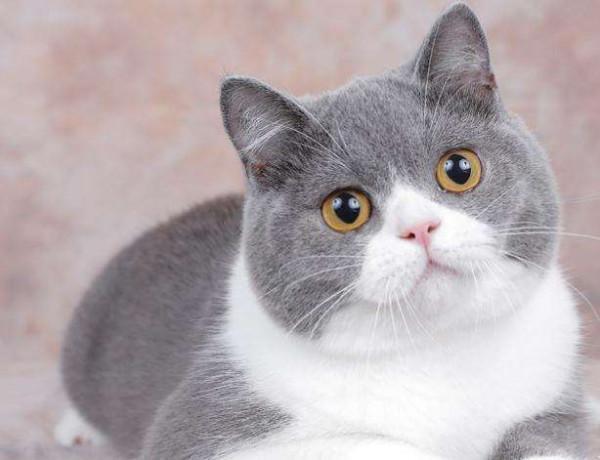 純種的&OpenCurlyDoubleQuote;英短貓&rdquo;，有這些特徵，一眼便可以看出來