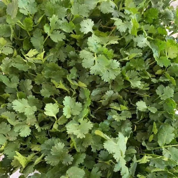 陽臺種這5種蔬菜，好養好吃易爆盆，一個冬天摘不完