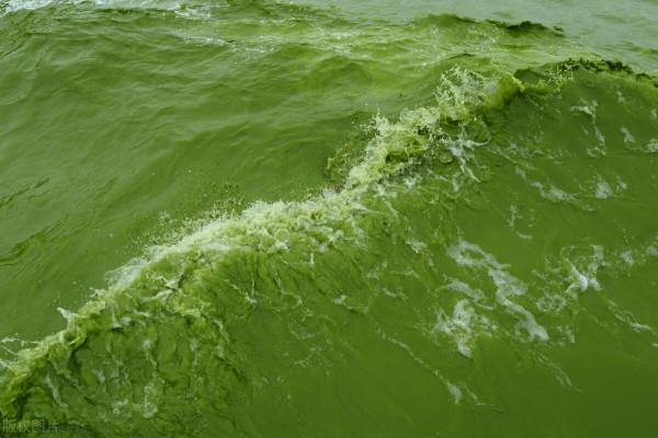 密雲水庫為何變成了“魚庫”？投放鰱鱅的“秘密”是什麼？