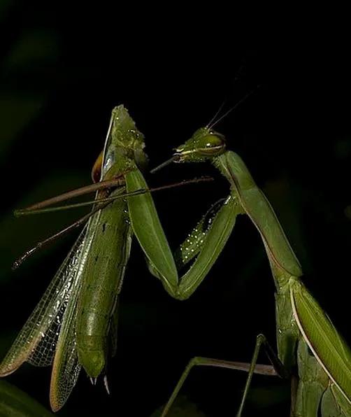 螳螂，雙臂敢擋車？