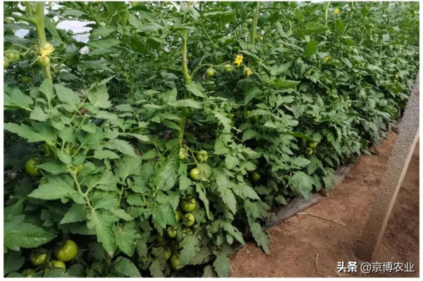 番茄葉片打卷，四天後恢復正常，該如何管理？