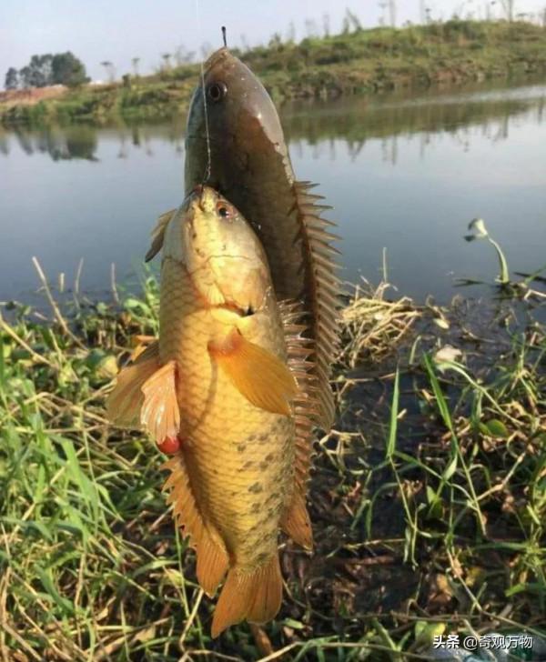 會行走的魚，並且可以在陸地上直接呼吸空氣的太陽魚你見過嗎？
