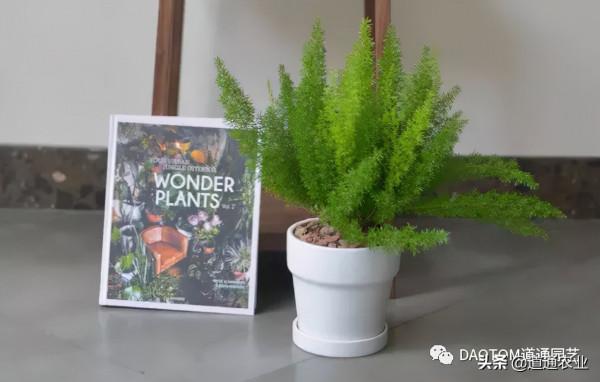 “網紅草”狐尾天門冬,葉子是條大尾巴,讓陽臺和庭院變得有趣 “網紅草”狐尾天門冬,葉子是條大尾巴,讓陽臺和庭院變得有趣