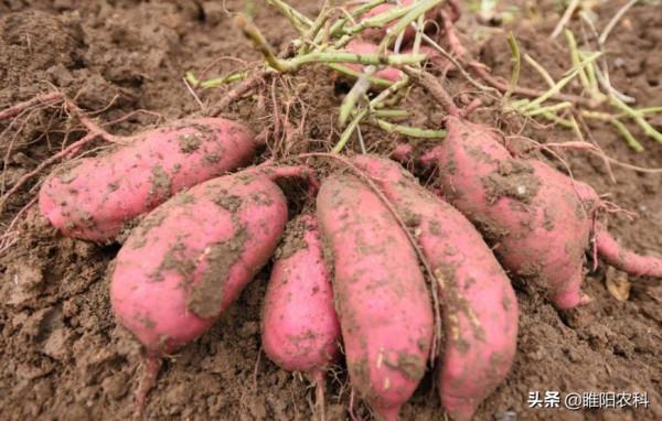 在這個時期噴施紅薯膨大素，薯塊膨大速度最快，增產最顯著