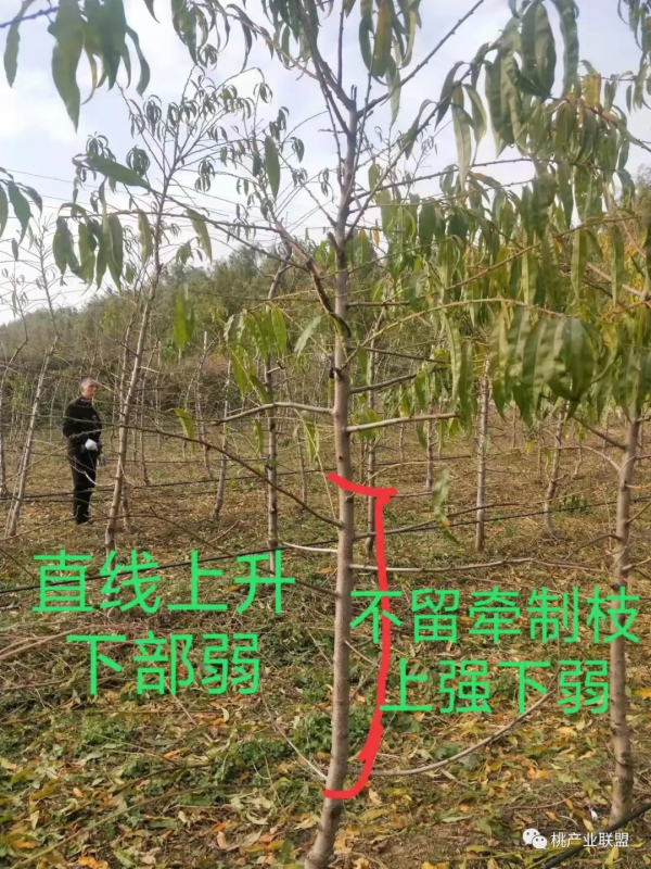 主幹、y字(形)必須及時留牽制枝