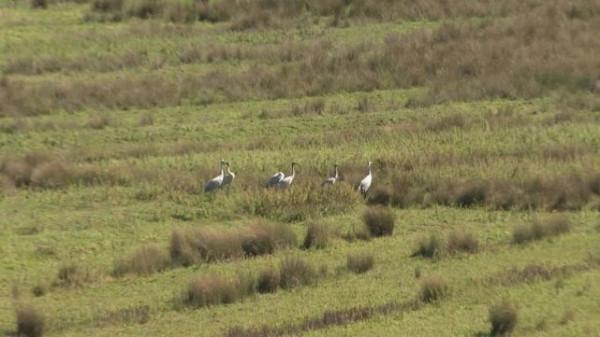 它們來貴州了!比往年早了9天 它們來貴州了!比往年早了9天