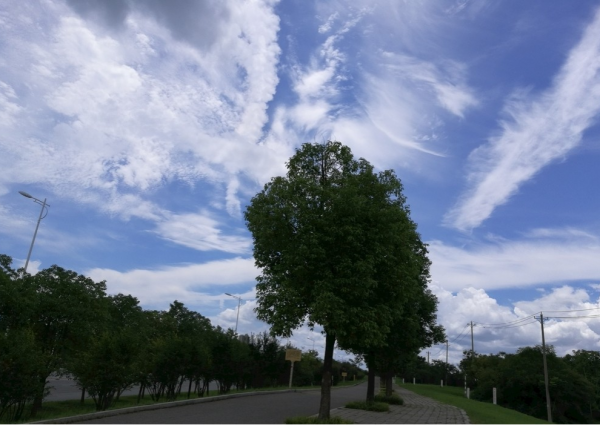 故鄉永在我心中——感悟《故鄉樹下》