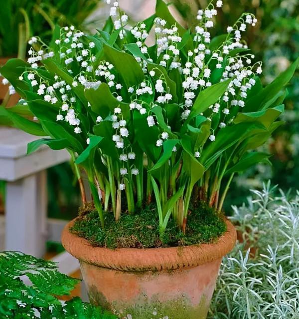 5種純潔的白色花卉,看一眼就想養一盆 5種純潔的白色花卉,看一眼就想養一盆