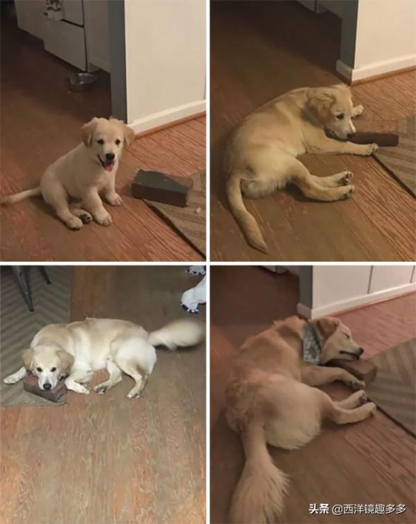 你的小狗狗長大啦，但是有些事永遠不會變