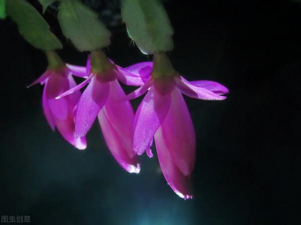 5種假“耐寒花”，別被騙了，想讓花期長，關鍵在保溫