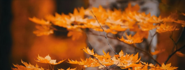 秋色深深盡蕭瑟，誰怕？一蓑煙雨任平生，亦念秋涼