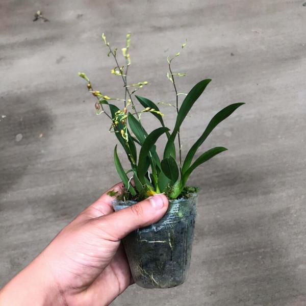 既好養，又好看的懶人花卉，不用勤澆水，也能快速生長開花