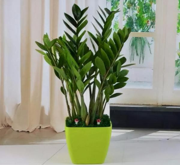 客廳想養“大盆栽”,建議從這10種裡面選,格調高寓意好,還養人 客廳想養“大盆栽”,建議從這10種裡面選,格調高寓意好,還養人