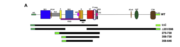 Journal of Biological Chemistry| 2021年10月份最新文章導讀