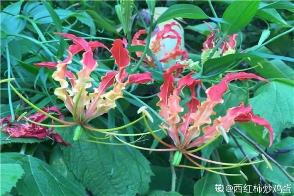 “壽命長”的10種花,寓意好,格調高,老人見了眉開眼笑 “壽命長”的10種花,寓意好,格調高,老人見了眉開眼笑