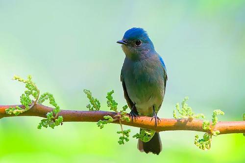 每日冷知識：大熊貓咋不冬眠呢？