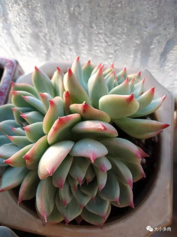 時至立春，窗前多肉漸有姿色，一個個循著光，凝神遙聽春風