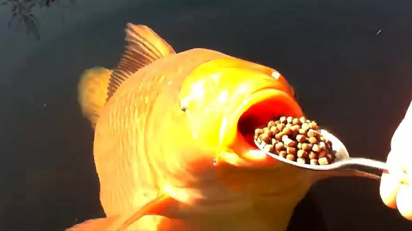 如何解決魚缸水綠的問題