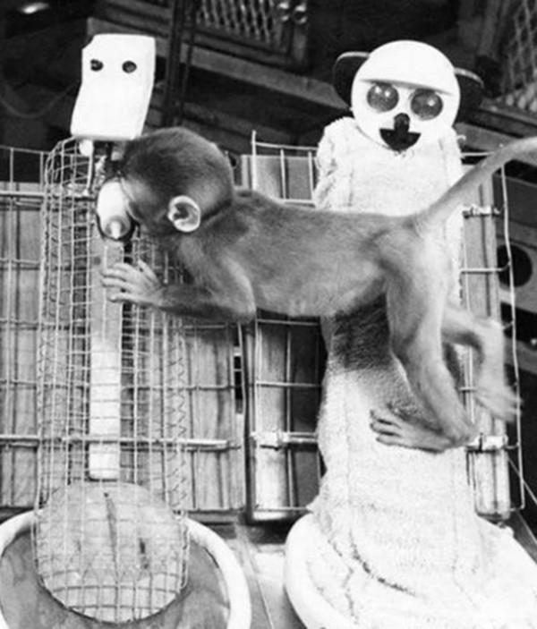 恆河猴實驗:以愛之名義,做殘忍虐心的實驗?使眾多幼兒重獲母愛 恆河猴實驗:以愛之名義,做殘忍虐心的實驗?使眾多幼兒重獲母愛