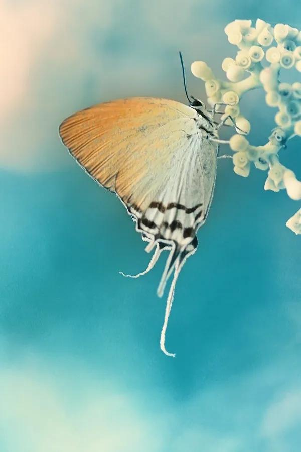 分享——美麗的蝴蝶