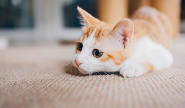 找領養&;新成員 | 你好呀,鏟屎官 找領養&;新成員 | 你好呀,鏟屎官