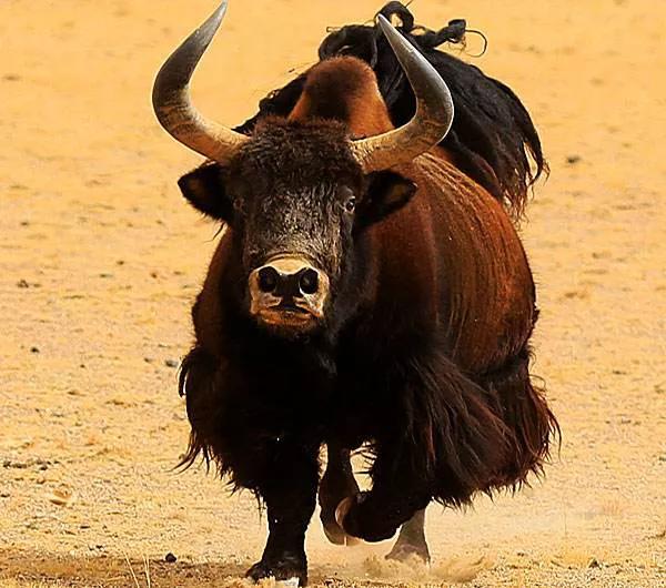 1977年,男子雪地暈倒,被野犛牛相救 1977年,男子雪地暈倒,被野犛牛相救