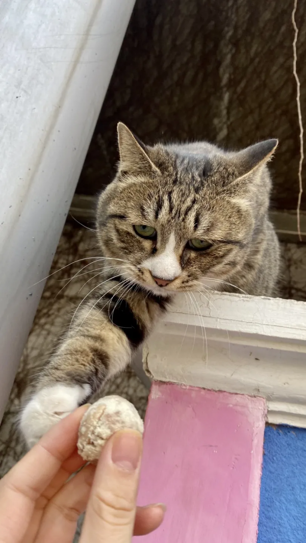 小廢貓要鹹魚翻身了咩? 小廢貓要鹹魚翻身了咩?