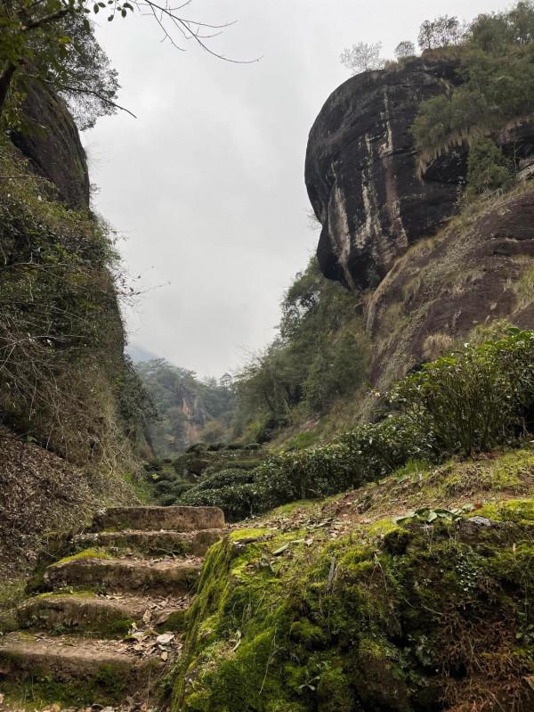 小姐姐們一起走進武夷山正巖茶產區