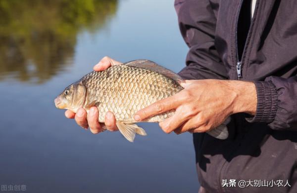 30斤“鯽魚王”被釣起!在泰國被吃到受保護,為何會出現在我國? 30斤“鯽魚王”被釣起!在泰國被吃到受保護,為何會出現在我國?