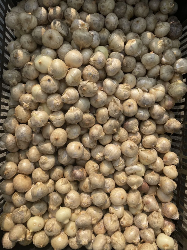 球根種植正當時，這4款稀有球根植物，多年生、復花性