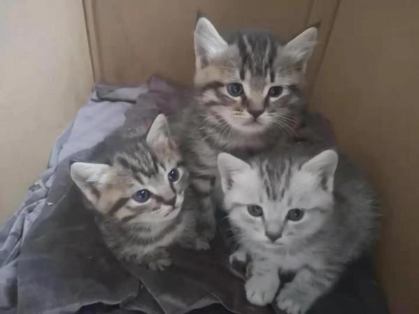 我家二毛美眉的日常（睡覺篇）