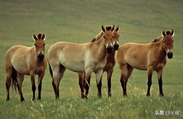 20年前放歸野外的27匹普氏野馬,現在的生存狀況怎麼樣了? 20年前放歸野外的27匹普氏野馬,現在的生存狀況怎麼樣了?